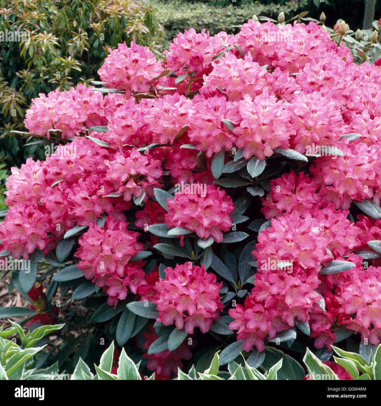 Rhododendron - `Sneezy'- - (Yakushimanum hybrid)   RHO001108 Stock Photo